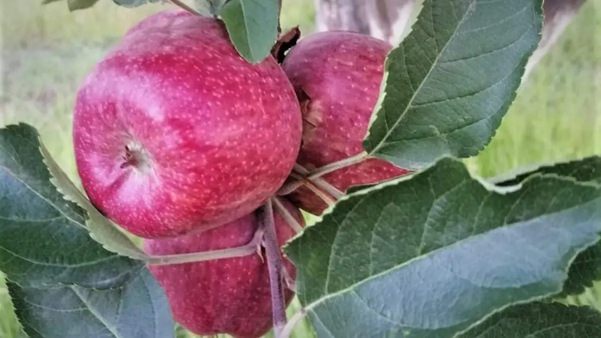 productores de manzana